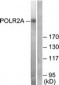 POLR2A / RNA polymerase II Antibody (aa1585-1634)